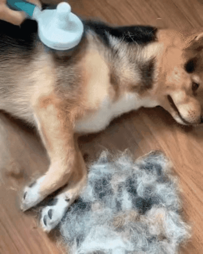 GIF_20260323_122906_810.gif