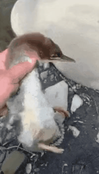 GIF_20260323_174858_286.gif