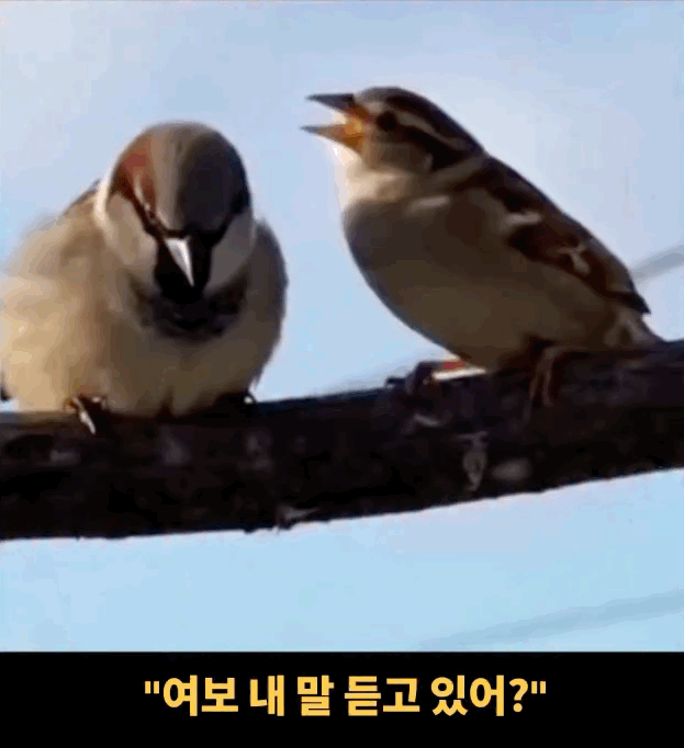IMB_1s3BCd.gif