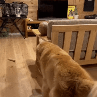 GIF_20260324_170021_787.gif