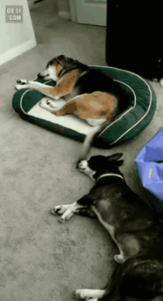 GIF_20260325_133331_259.gif