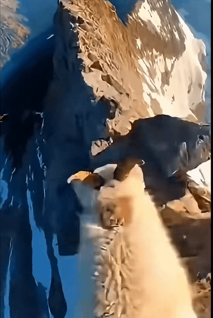 64240.gif