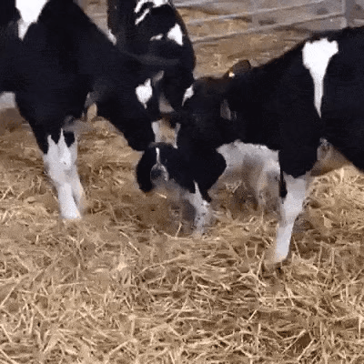 GIF_20260327_132900_430.gif