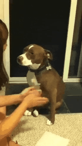 GIF_20260327_153925_203.gif