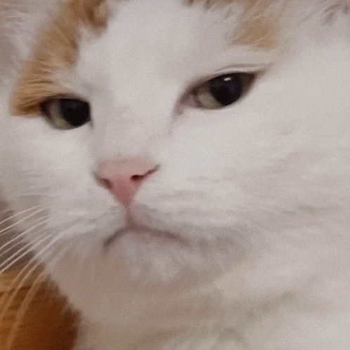 1764906247_488659032.gif