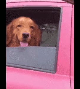 GIF_20260328_120843_886.gif