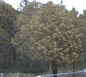 17925c4a656116296.gif