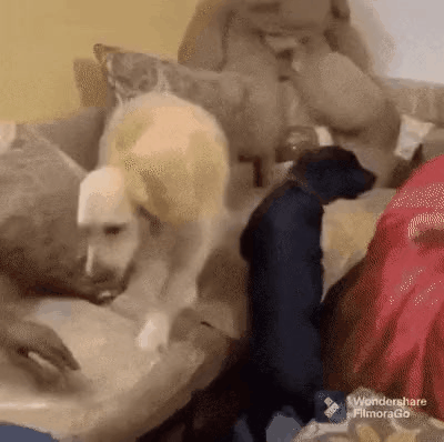 GIF_20260330_105237_844.gif
