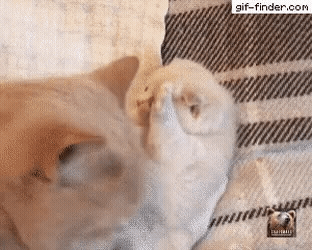 64323.gif