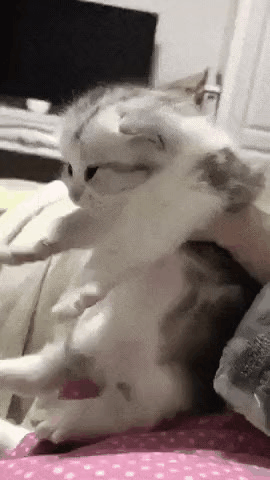GIF_20260330_140439_983.gif