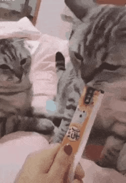 GIF_20260330_145108_844.gif