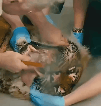 GIF_20260331_093722_636.gif