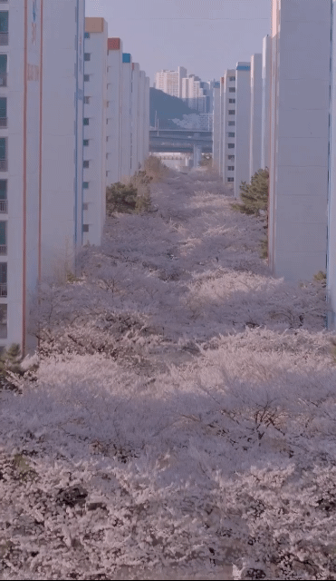 c42e958d382b5627dc69aa06db858951619eae35_20260402074533.gif
