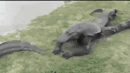 GIF_20260402_195619_679.gif