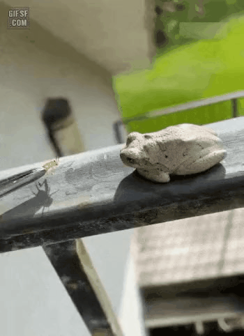 GIF_20260403_133734_378.gif