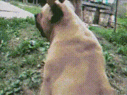 댕댕이 괴롭히기.gif