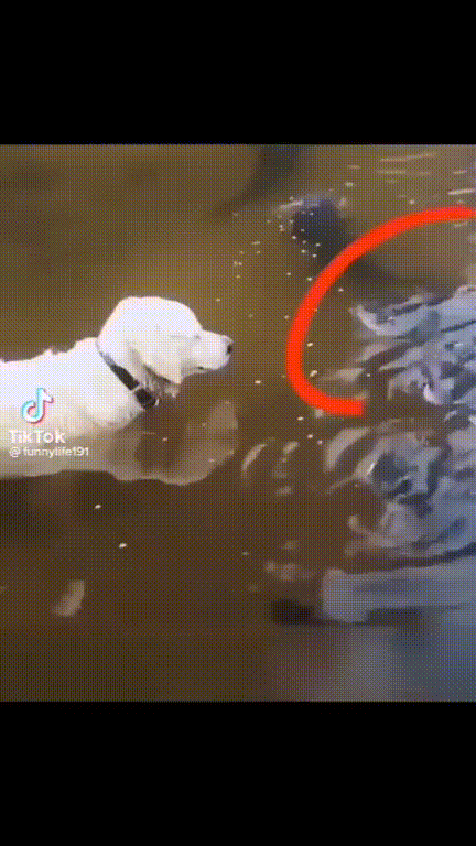 물고기 사냥하는 댕댕이.gif