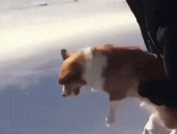 스카이다이빙하는 댕댕이.gif