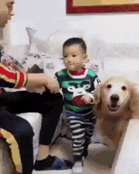 아이혼나는거 막아주는 댕댕이.gif