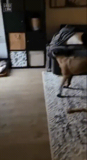 애교떨며 어떤 고난속에서도 차지하는 댕댕이.gif