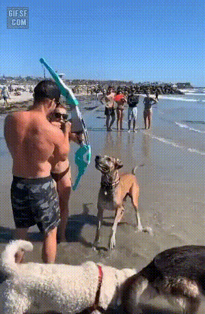 잘못보고 급발진 댕댕이.gif