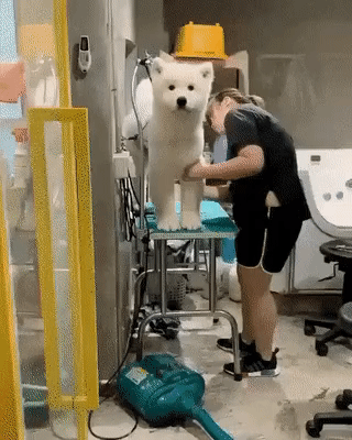주인발견한 댕댕이.gif