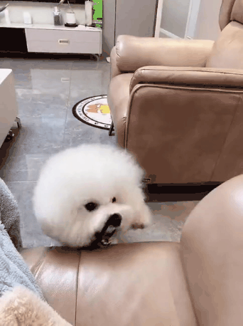 혼자노는 댕댕이.gif