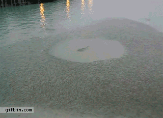 1129_161_0.gif