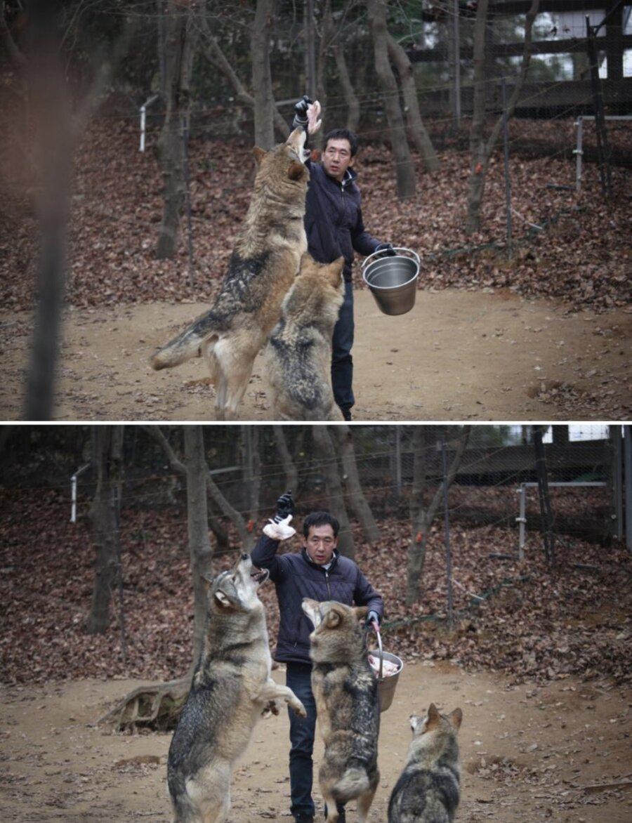 늑대1.jpg