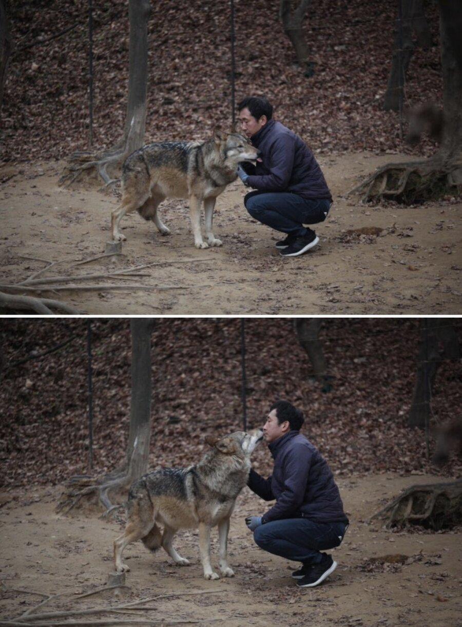 늑대3.jpg