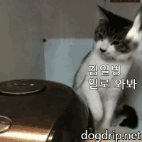 AAw55715afe31823.gif