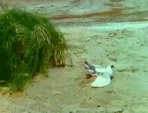 00.gif