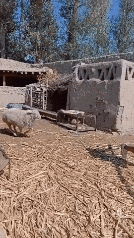 02.gif