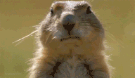 anigif 2.gif