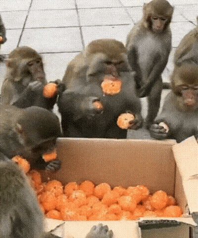 662182078_QE6ns23VZHlLOiTqd9Sb-1.gif