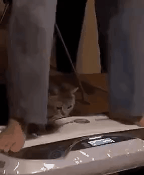 GIF_20260427_133311_442.gif