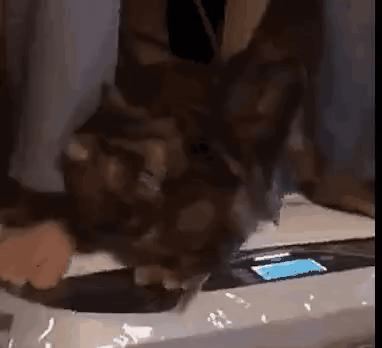 GIF_20260427_133344_673.gif