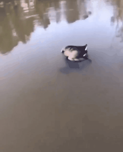 GIF_20260427_165456_003.gif