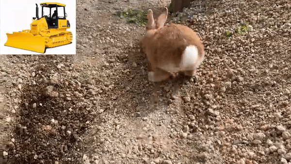 5.gif