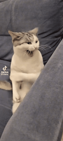 GIF_20260428_141205_844.gif