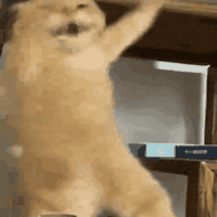 icon_24.gif
