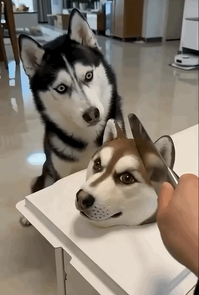 IMB_JR8GUp.gif