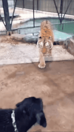 GIF_20260502_141137_998.gif