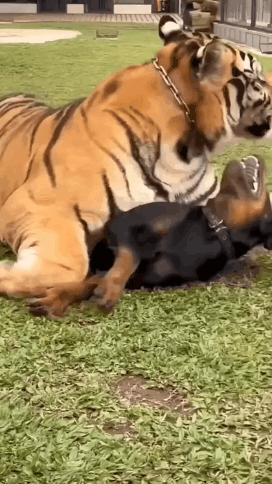 GIF_20260502_140853_148.gif
