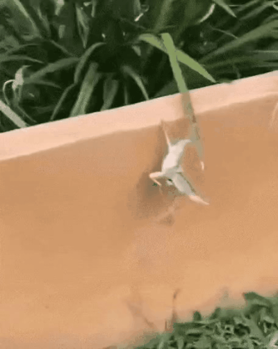 GIF_20260507_160431_749.gif