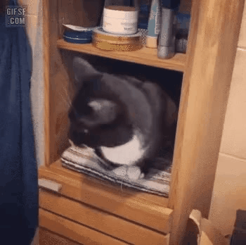 GIF_20260512_114059_527.gif