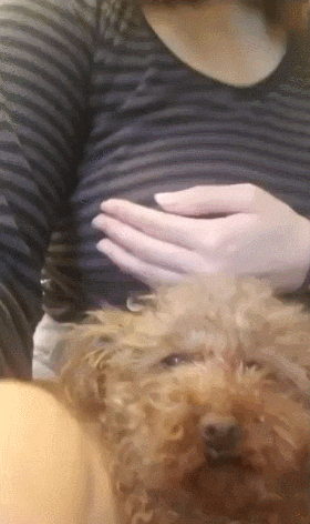 안구테러댕댕이.gif