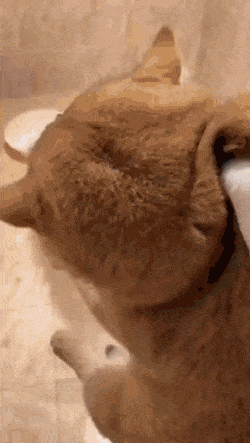 고양이목욕.gif