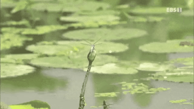 zall1630394431_761407292.gif