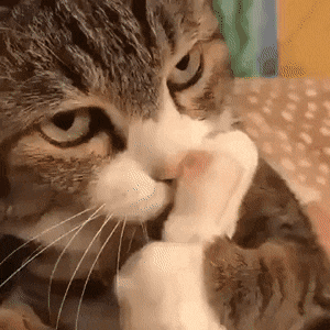 022115a396071134e3966be569d6f2f1_1697256721_8818.gif